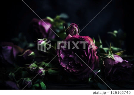 Purple roses dark moody romantic background. Close-up flowers card backdrop. Ai generated 126165740