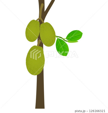 Jackfruit fruit on a stem with leaves on a white background. Jackfruit fruit on a stem with leaves on a white background. 126166321