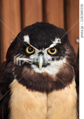 メガネフクロウ メガネフクロウ 126166336