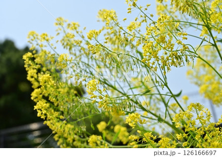 ホソバタイセイ（アブラナ科）二年草 126166697