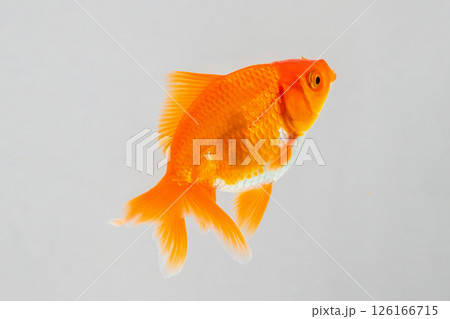 Oranda goldfish in aquarium fish tank close up Oranda goldfish in aquarium fish tank close up 126166715