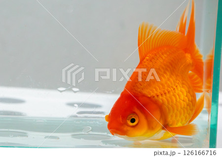 Oranda goldfish in aquarium fish tank close up 126166716