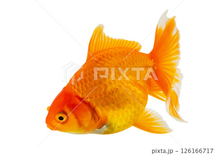 Oranda goldfish isolated on white background close up 126166717