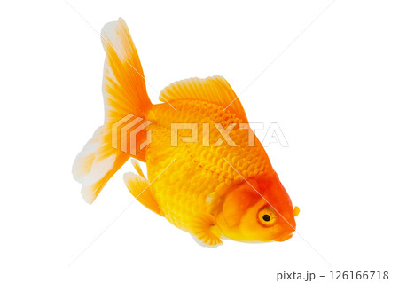Oranda goldfish isolated on white background close up Oranda goldfish isolated on white background close up 126166718