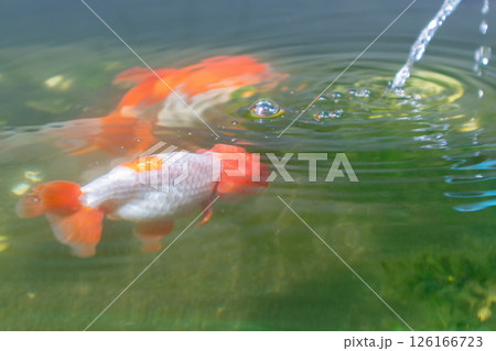 Goldfish in aquarium fish pond close up Goldfish in aquarium fish pond close up 126166723