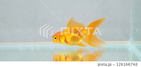Oranda goldfish in aquarium fish tank close up Oranda goldfish in aquarium fish tank close up 126166748