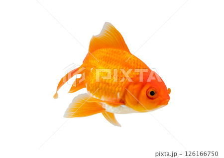 Oranda goldfish isolated on white background close up Oranda goldfish isolated on white background close up 126166750