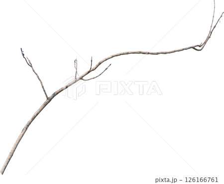 Dry tree branches isolated on white background Dry tree branches isolated on white background 126166761