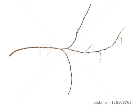 Dry tree branches isolated on white background 126166762