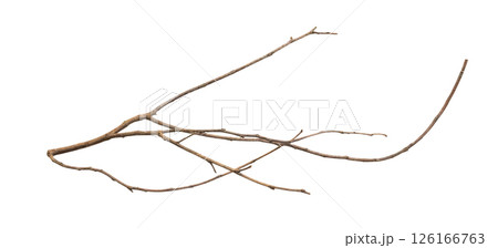 Dry tree branches isolated on white background 126166763