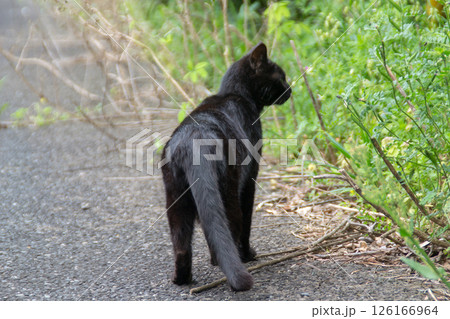黒猫 野良猫 黒猫 野良猫 126166964