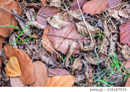 piles of brown dry tree leaves background piles of brown dry tree leaves background 126167035