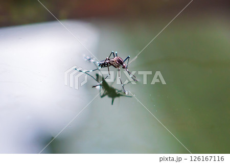 Aedes aegypti mosquitoes on water surface Aedes aegypti mosquitoes on water surface 126167116