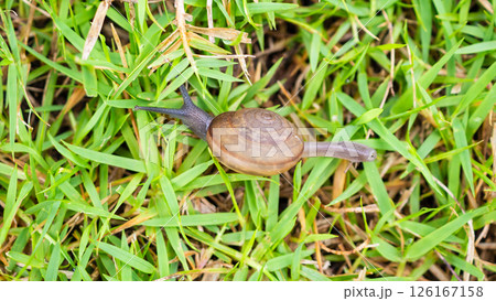 little helix snail on green grass close up little helix snail on green grass close up 126167158