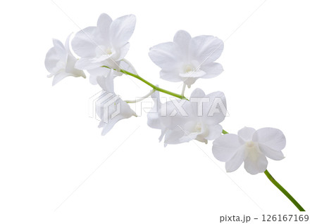 Beautiful white orchid flower isolated on white background 126167169