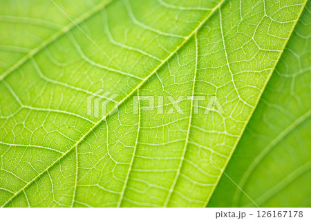 Natural plant green leaf texture surface background 126167178