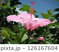 炎天下のハイビスカス 126167604
