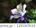 木陰で咲くオダマキ 126167610