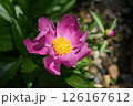 朝日の中のシャクヤク 126167612