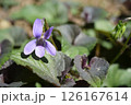 可憐なスミレの花 126167614