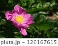 朝日の中のシャクヤク 126167615