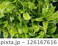 明るいアオキの若葉 126167616