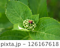 アジサイの蕾とテントウムシ 126167618