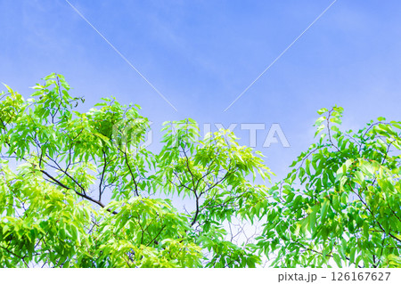 新緑の背景 新緑の背景 126167627