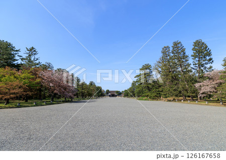春の京都御所 桜と建礼門 (京都府京都市上京区) 126167658