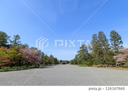 春の京都御所 桜と建礼門 (京都府京都市上京区) 126167660