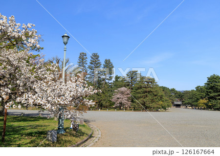 春の京都御所の桜 (京都府京都市上京区) 126167664