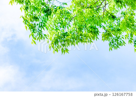 爽やかな新緑イメージ素材 126167758