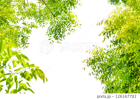 爽やかな新緑イメージ素材 126167781