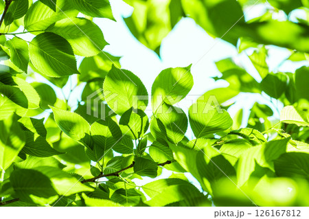 爽やかな新緑イメージ素材 126167812