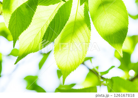 爽やかな新緑イメージ素材 126167818