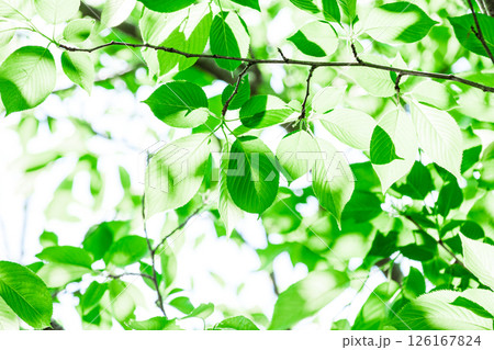 爽やかな新緑イメージ素材 126167824