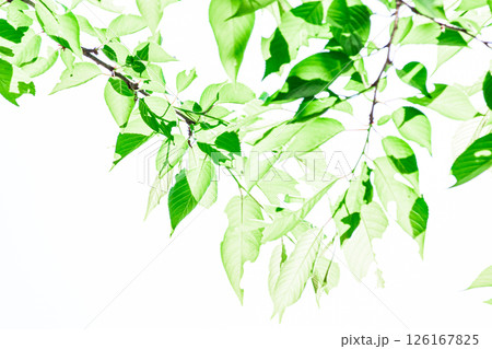 爽やかな新緑イメージ素材 126167825