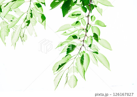 爽やかな新緑イメージ素材 126167827
