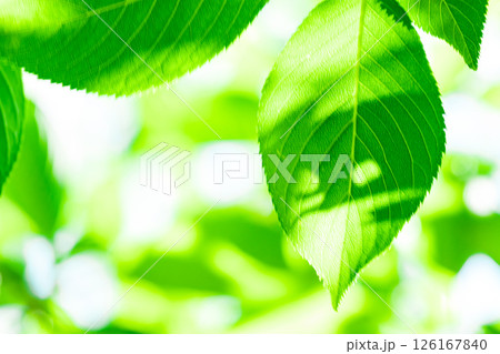 爽やかな新緑イメージ素材 爽やかな新緑イメージ素材 126167840