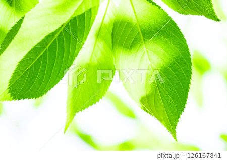 爽やかな新緑イメージ素材 126167841