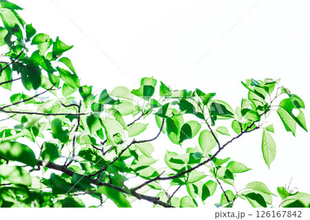 爽やかな新緑イメージ素材 126167842