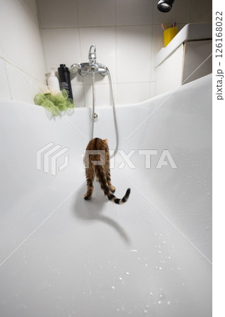 A small Bengal kitten explores a pristine white bathtub in a modern bathroom, curiously approaching the faucet and shower hose, personifying playful innocence and charm. Kitten in bathtub. 126168022
