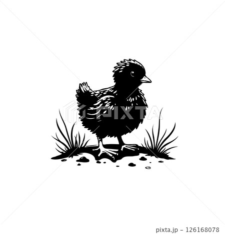 Monochrome illustration of a fluffy chick standing amidst sparse grass patch Monochrome illustration of a fluffy chick standing amidst sparse grass patch 126168078