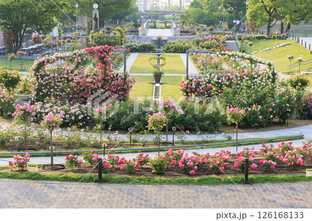 満開見頃な中之島バラ園 満開見頃な中之島バラ園 126168133