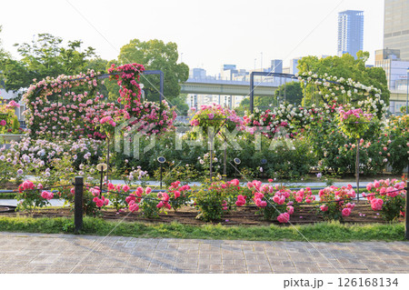 満開見頃な中之島バラ園 126168134