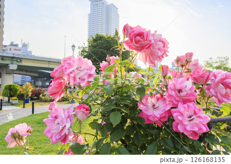 満開見頃な中之島バラ園 満開見頃な中之島バラ園 126168135