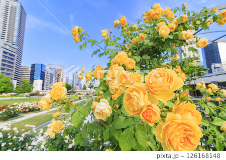満開見頃な中之島バラ園 126168148