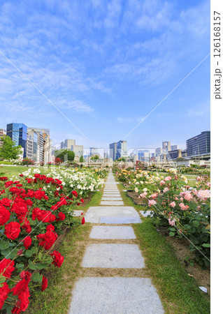 満開見頃な中之島バラ園 126168157