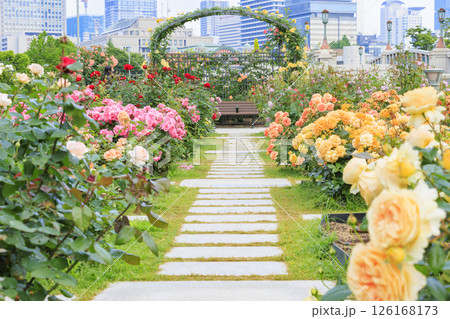 満開見頃な中之島バラ園 126168173