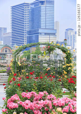 満開見頃な中之島バラ園 126168177